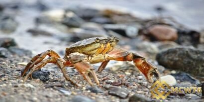 Mỗi giấc mơ thấy cua sẽ tương ứng với từng con số đẹp tương ứng