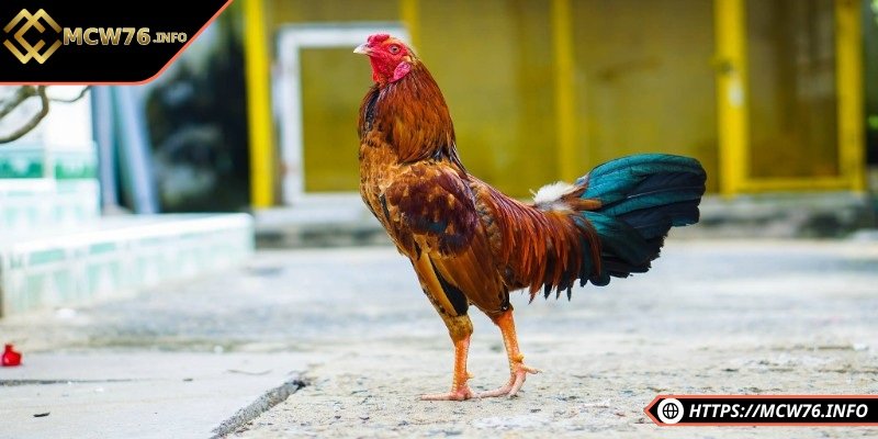 Đòn đá có lực và độ chính xác cao giúp cơ hội chiến thắng cao hơn 