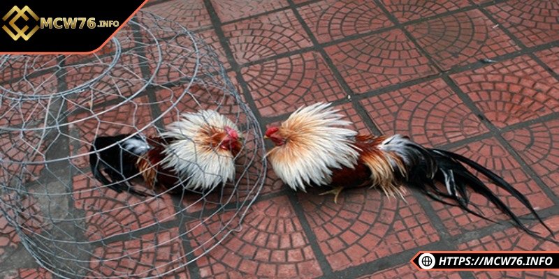 Một trong những trận gà tre đá hay khiến tay chơi mê mẩn 