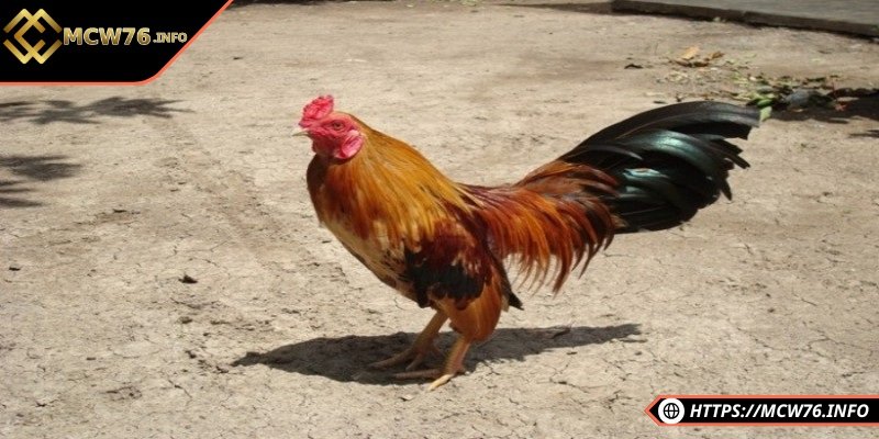 Tắm nắng và nghỉ ngơi đúng thời điểm giúp gà có nhiều sức khỏe hơn 