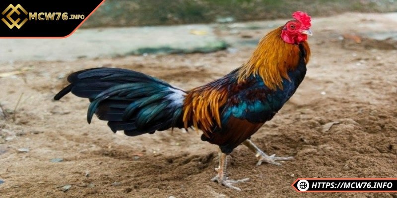 Chế độ dinh dưỡng phù hợp với từng chiến kê