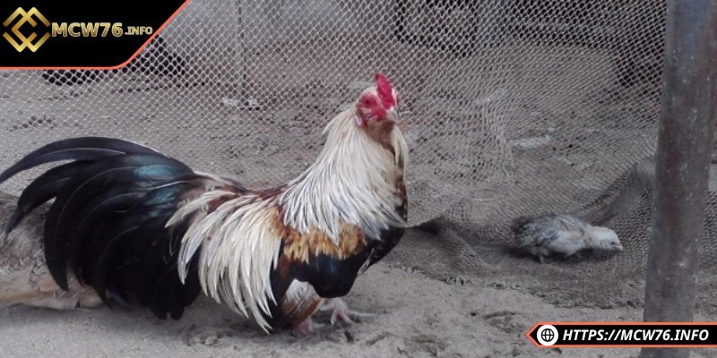 Giới thiệu chung về gà đá bo lớn dễ hiểu