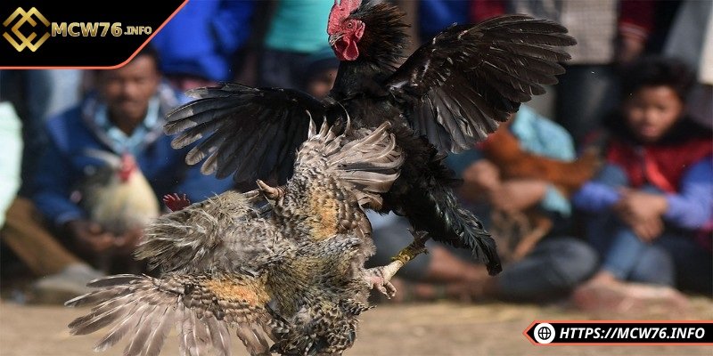 Kỹ thuật nuôi gà đá bo lớn hiệu quả cho người mới