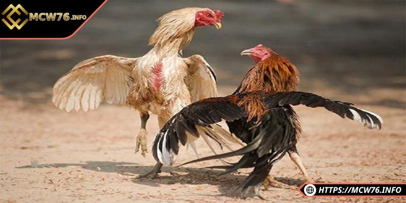 Kỹ thuật nuôi gà đá bo lớn hiệu quả cho người mới