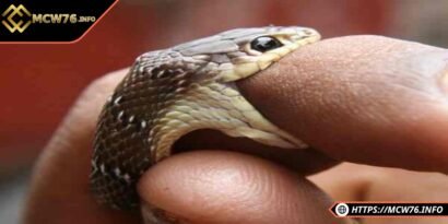 Chiêm bao thấy rắn cắn là điềm báo lành hay gở